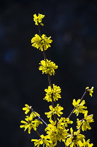 arbusto de Forsythia, primavera, hermosa, flores, amarillo, flor, rama