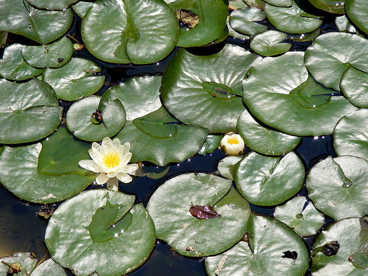 Lily, feuille, Lac, eau, vert, blanc, paysage