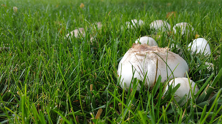 蘑菇, 自然, 真菌, 真菌, 白色, 草, 草坪