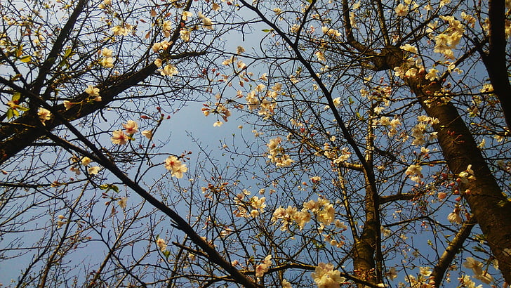 drevo, pomlad, nebo, cvet, narave, podružnica, rumena
