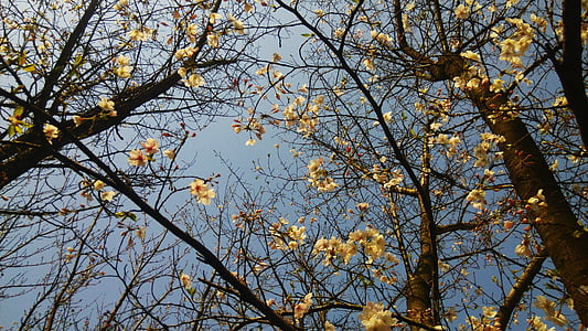pohon, musim semi, langit, bunga, alam, cabang, kuning