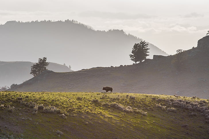 usamljena bizona, Bivol, greben, biljni i životinjski svijet, priroda, divlje, hodanje