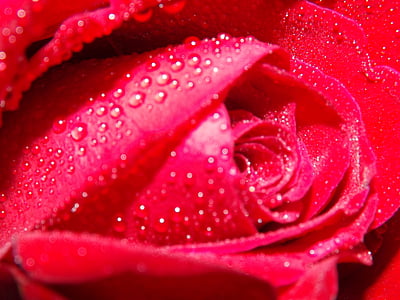 Róża, rosy, wody, czerwony, płatki, kwiat