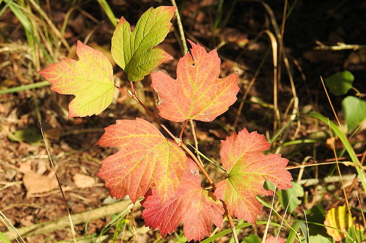 barevné listí, podzim, podzimní barvy, padajícího listí, barevné, listy, se objeví