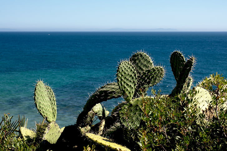 Kaktus, Natura, Latem, Costa, morze, Hiszpania, krajobraz