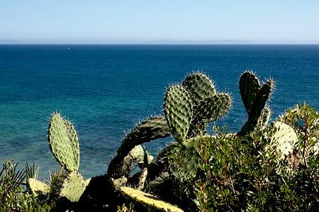 cactus, naturaleza, verano, Costa, mar, España, paisaje