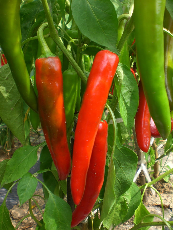 pepper, vegetable, plants, field, vegetables