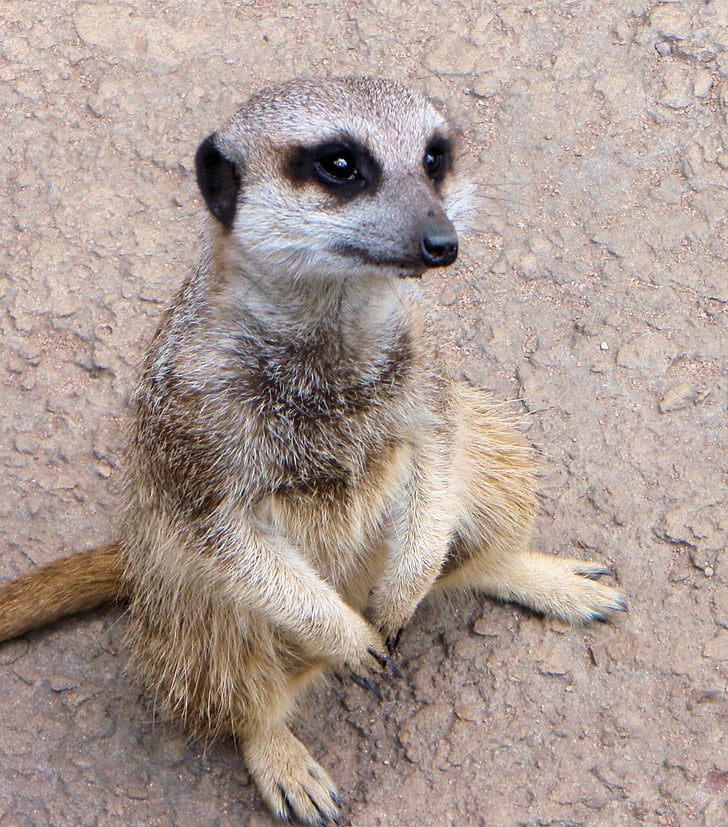 meerkat, animal, closeup, cute, furry, small, african