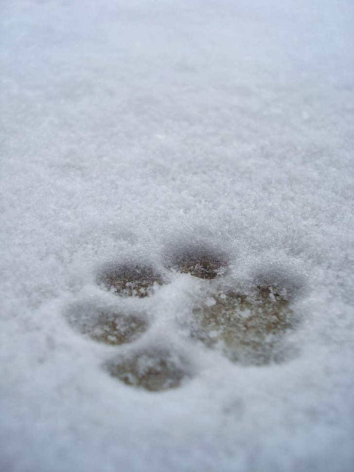 jälg, käpajälg, lumi, Prindi, käpa, koer, talvel