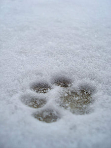 imprint, paw print, snow, print, paw, dog, winter
