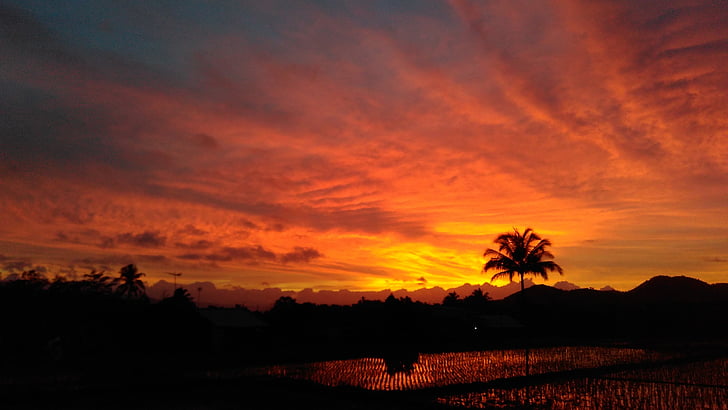 árbol de Palma, silueta, puesta de sol, paisaje, cielo, naturaleza, nubes