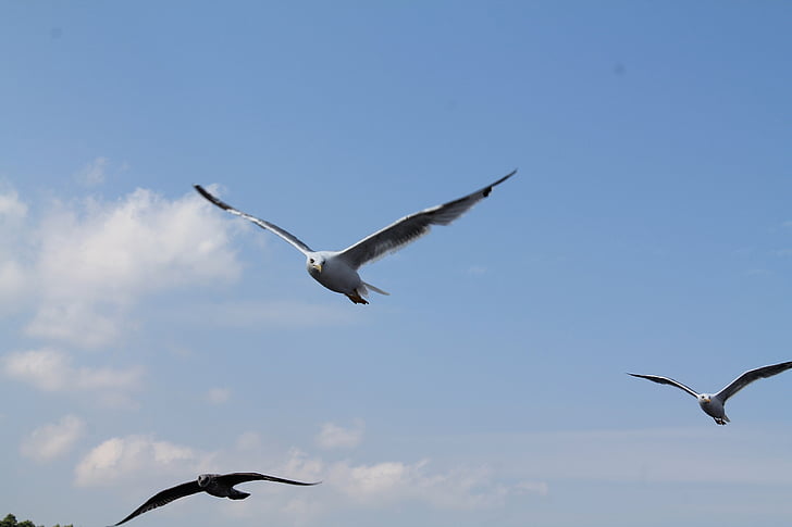 Racek, pták, Sea gull, Příroda