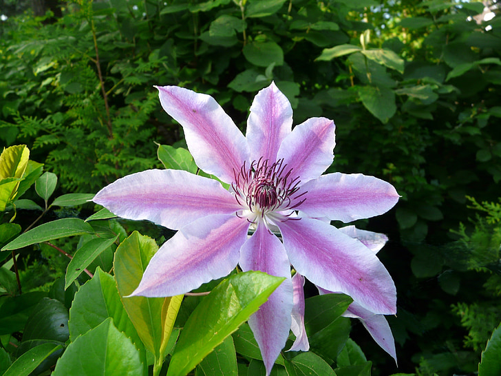 Clematis, Nelly, Moser, Stäng, Blossom, Bloom