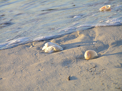 areia, conchas, água, praia, maré, oceano, vazante