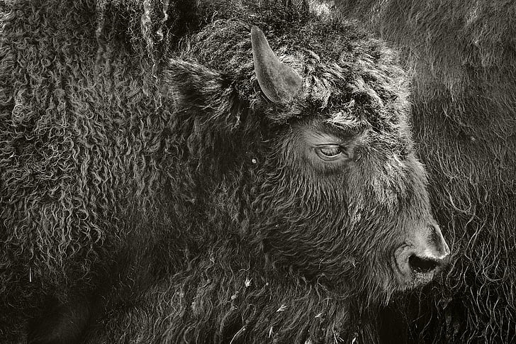 bizon, izvleček, pels, ena žival, živali prosto živeče živali, živali v naravi, živali teme