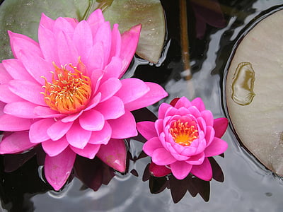 lily pad, flower, pink, water, nature, pond, plant