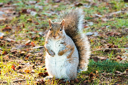 squirrel, brown, grey, park, leaves, fluffy, animal