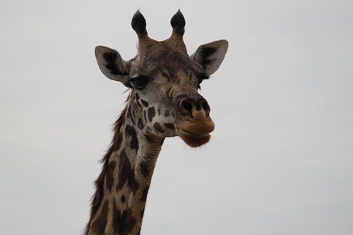 žirafa, Afrika, Safari, Serengeti, živali, prosto živeče živali, živali Safari
