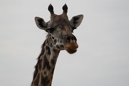 zsiráf, Afrika, Safari, Serengeti, állat, vadon élő állatok, szafari állatok