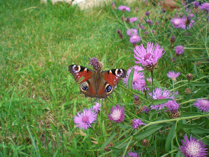 motýľ, letné, Príroda, Záhrada, krídlo