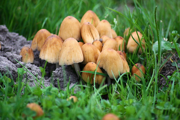mushrooms, meadow, nature