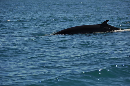 Minke whale, Wal, acqua, mare, natura
