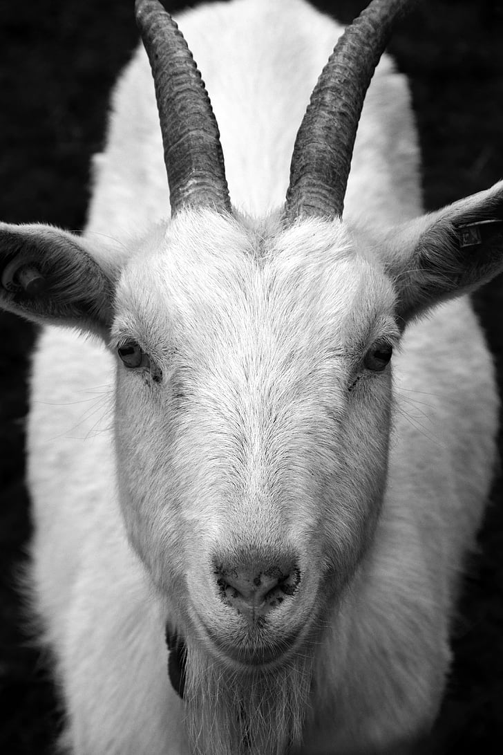 goat, billy goat, horns, head, close, frontal, view