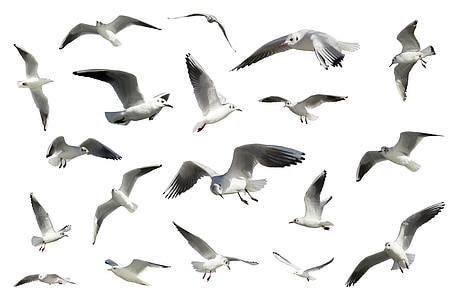 fåglar, Seagulls, sjöfåglar