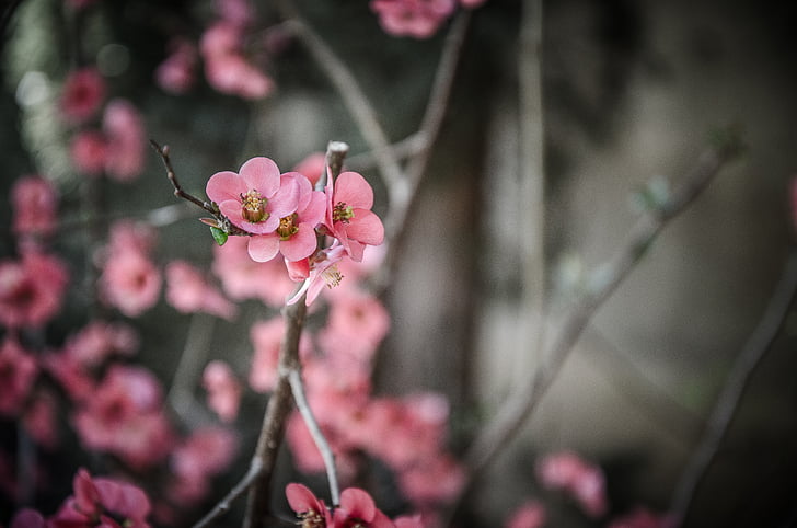 bunga, musim semi, bunga, komposit bunga, Taman, warna pink, kerapuhan