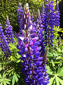 lupine, Thiên nhiên, Hoa, màu tím, Sân vườn, thực vật