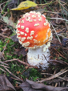 champignon, efterår, natur, skov, rød med hvide prikker, agaric, svamp