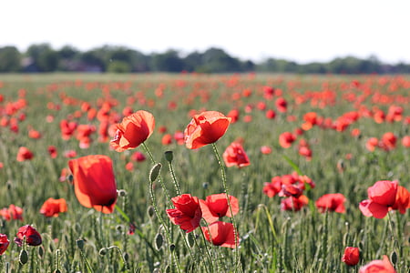 rote Mohnblume im Weizenfeld, Blüte, Landwirtschaft, des ländlichen Raums, Landschaft