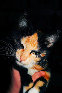 кошка, кошку лицо, Кошачий глаз, котенок, Скумбрия, домашнее животное, молодой Кот