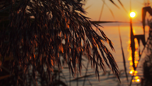 dawn, reed, lake, sunrise, morning