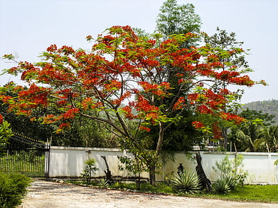 blomstrende treet, rød, lyse, høst, natur, treet, blad