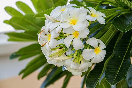 flowers, frangipani flowers, frangipani, white flowers, blooms, more information