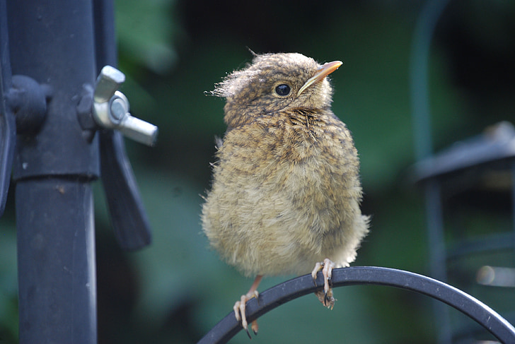 robin, fledgling, bird, chick, perched, close-up, outdoors