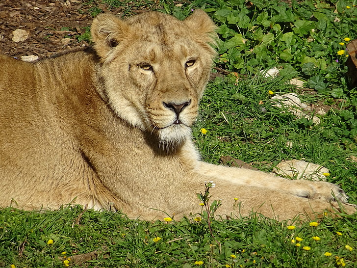 Lioness, Savannah, Afrika, djur, djur