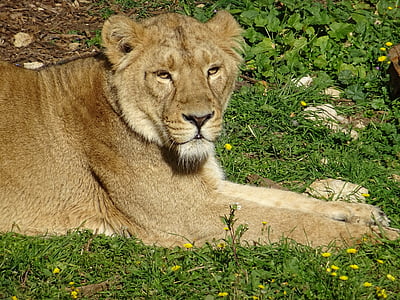 singa betina, Savannah, Afrika, hewan, hewan