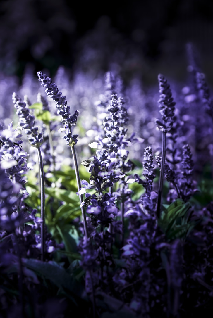 lavender, nature, violet, blossom, bloom, flowers, provence