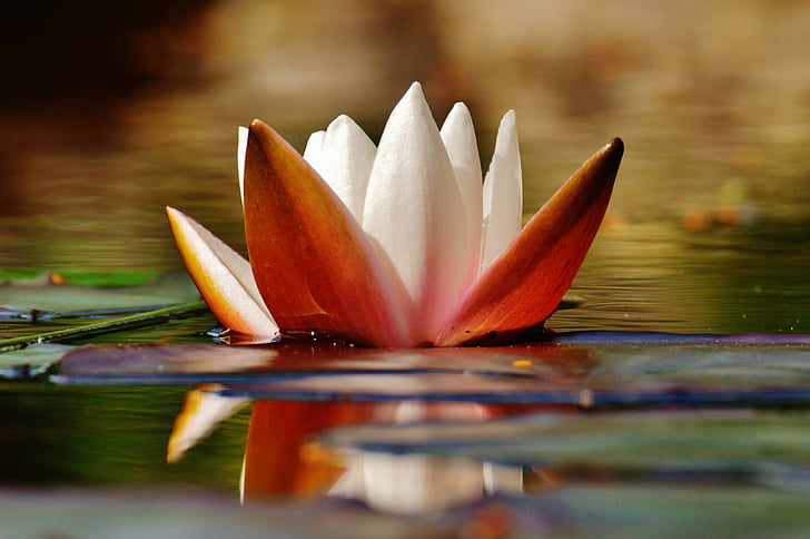 water lily, water, bud, plant, pond, blossom, bloom
