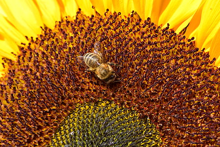 태양 꽃, 꿀벌, 노란색, 꽃, 블 룸, 닫기, 여름
