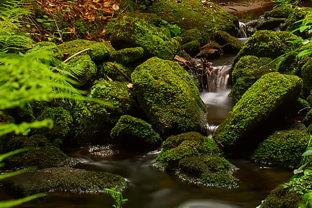forest, stream, trees, running water, stones, green color, moss