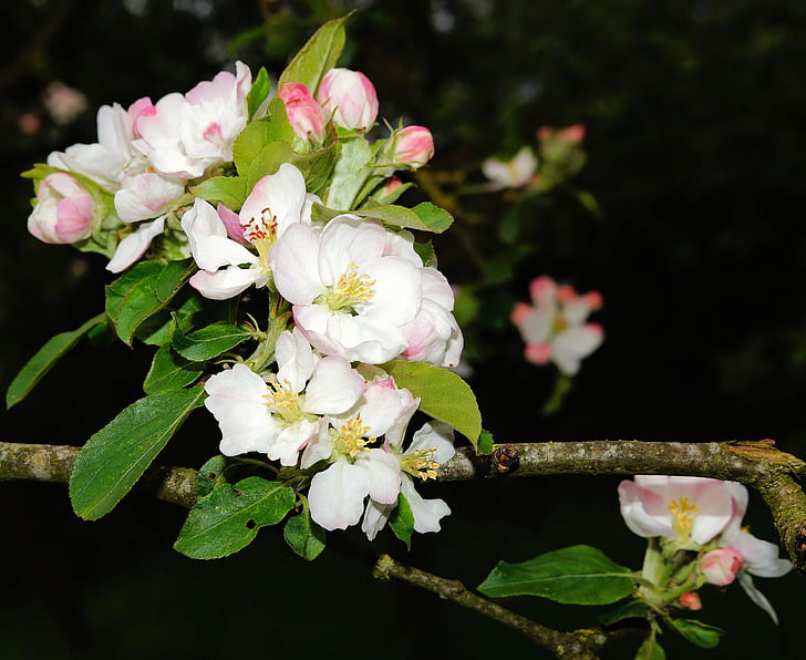 almafa, Apple tree virágok, tavaszi, Alma virág ág, Bloom, gyönyörű, illata