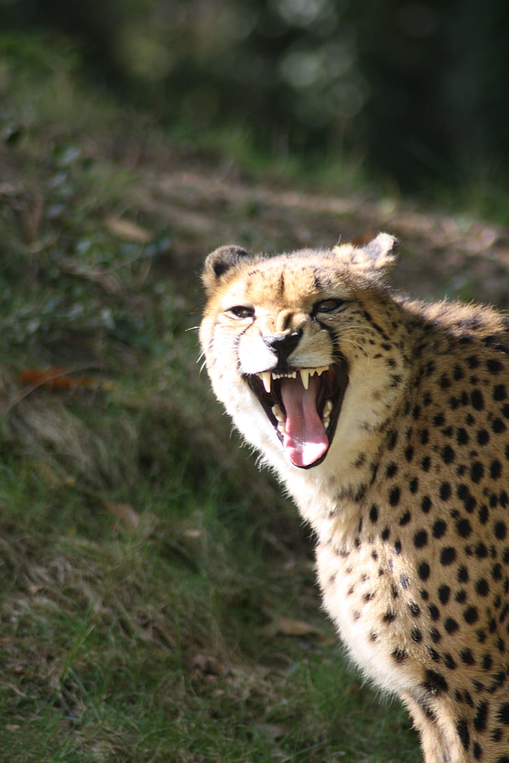 cheetah, sở thú, động vật hoang dã, Thiên nhiên, đầu, hoang dã, cổ