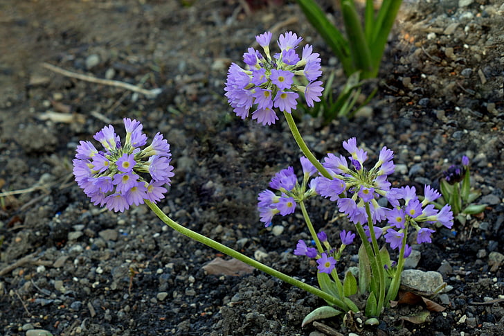 pulpe de rata, floare, gradina, violet, plante, natura, ciuboţica-cucului