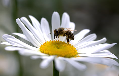 bee, daisy, pollen, work, insecta, nature, flower