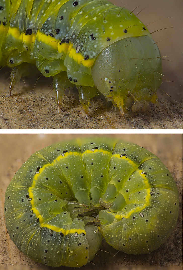 Caterpillar, macro, insectos, animal, verde, amarillo, naturaleza
