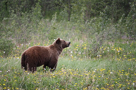 Grizzly, grizzlybjörn, Björn, björnar, Kanada, Alaska, Yukon