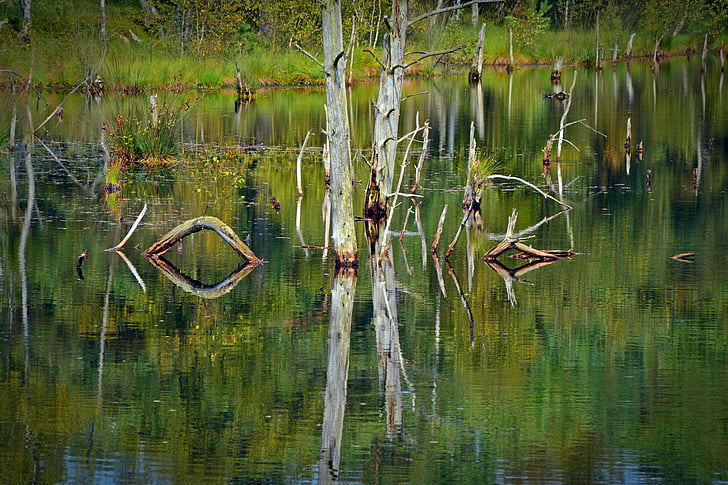 Moor, il mirroring, acqua, Pietz moor, Schneverdingen, Moorland, foresta